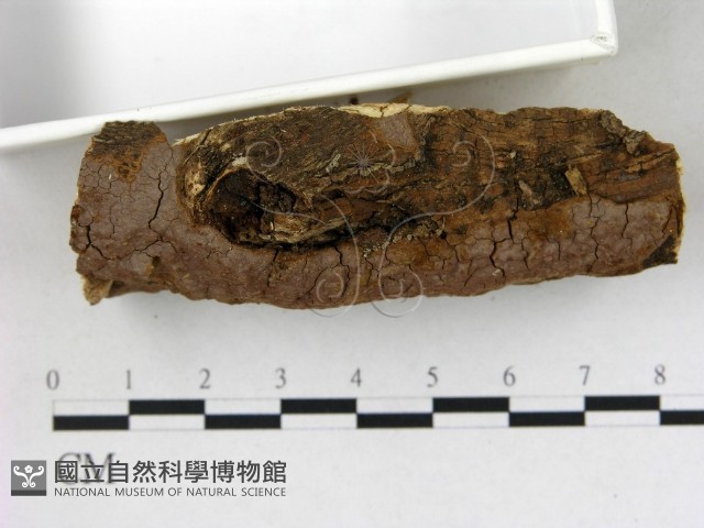 刺革菌屬藏品圖，第3張