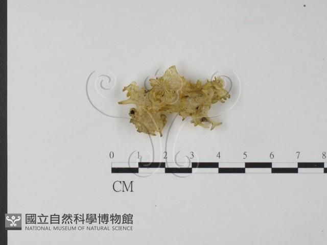 登錄號:F0012715藏品圖，第3張