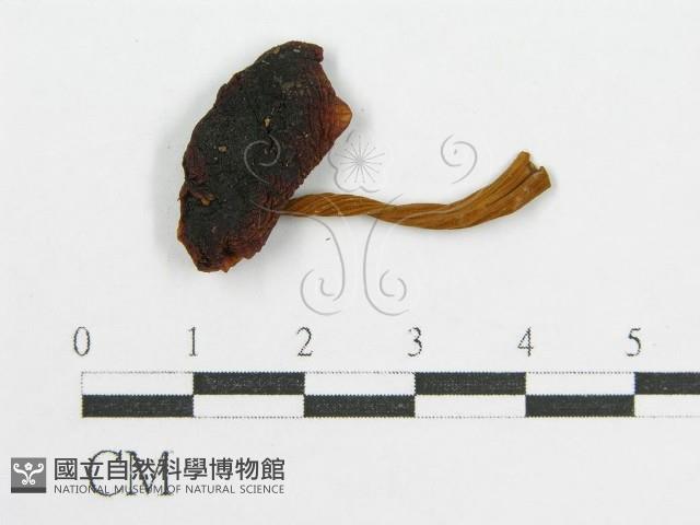 登錄號:F0017715藏品圖，第3張