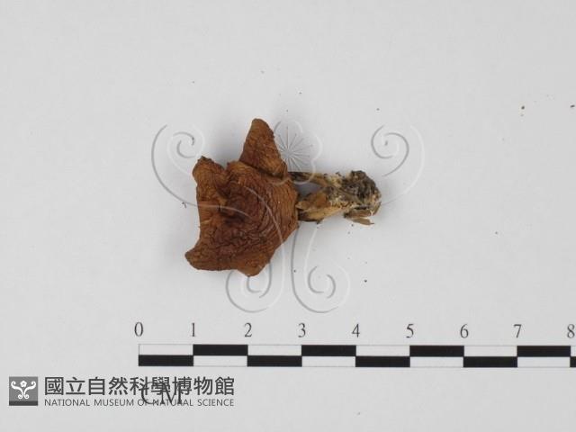 登錄號:F0025715藏品圖，第3張