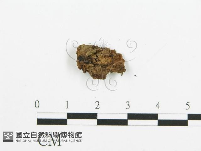 阿太菌屬藏品圖，第3張