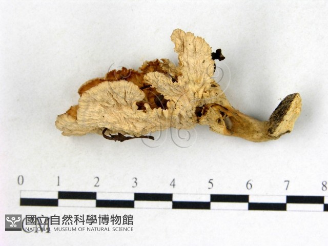 優雅波邊革菌藏品圖，第3張