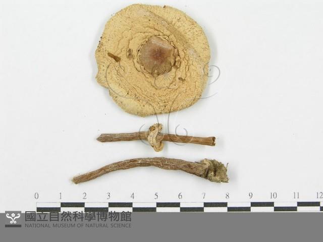 登錄號:F0003715藏品圖，第3張