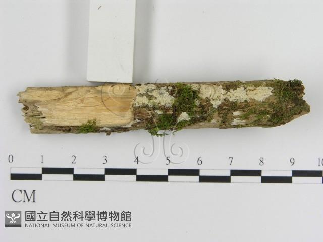登錄號:F0020515藏品圖，第3張