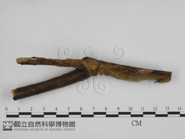 登錄號:F0000515藏品圖，第3張