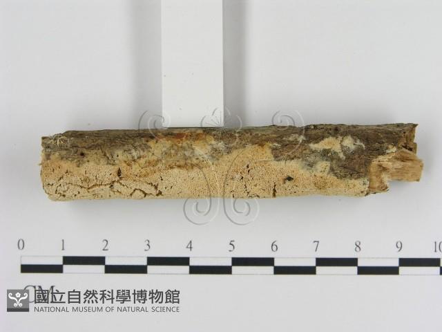 登錄號:F0010515藏品圖，第3張