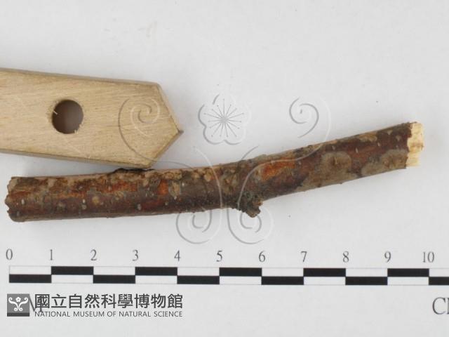 刺革菌屬藏品圖，第3張