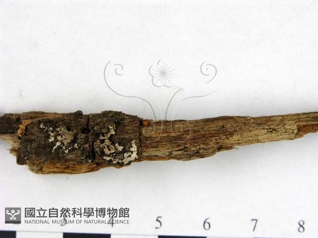 登錄號:F0016515藏品圖，第3張