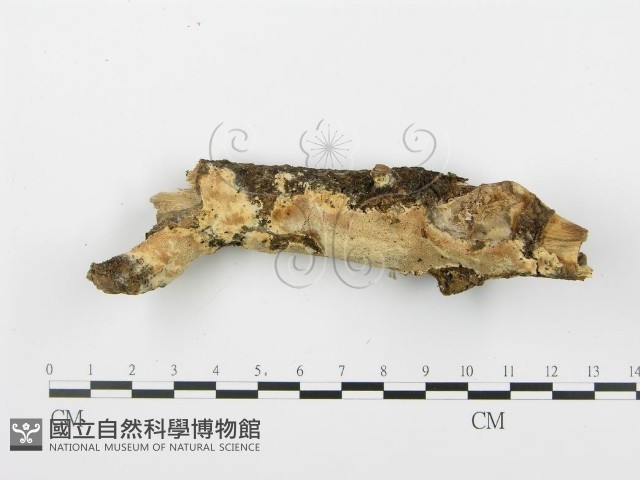 登錄號:F0001515藏品圖，第3張