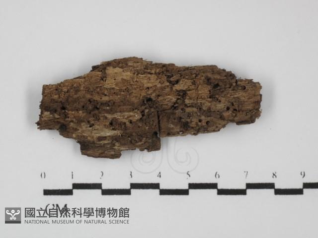 阿太菌屬藏品圖，第3張