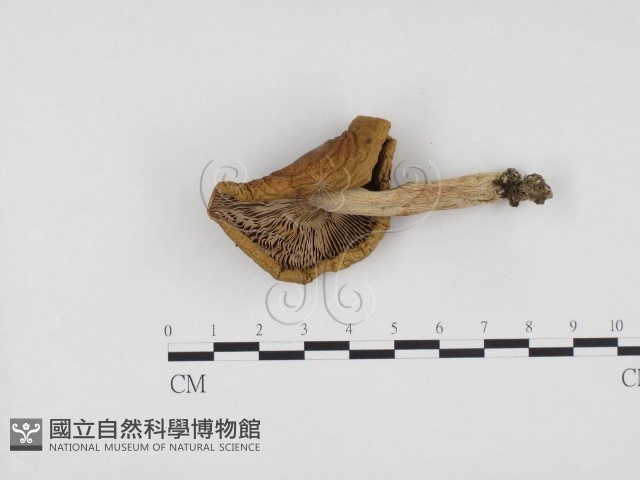 紅菇屬藏品圖，第3張