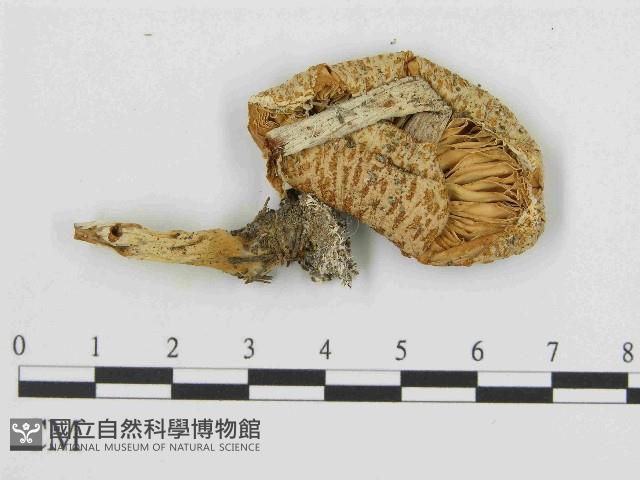 登錄號:F0014515藏品圖，第3張