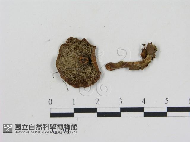 乳菇屬藏品圖，第3張