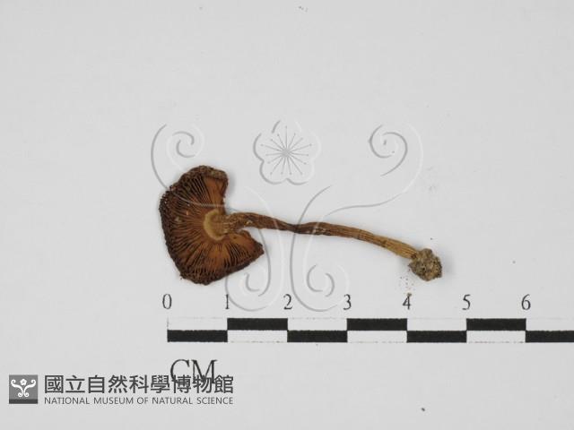 登錄號:F0027515藏品圖，第3張