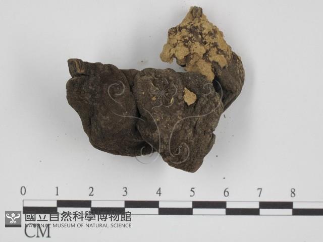 登錄號:F0007515藏品圖，第3張