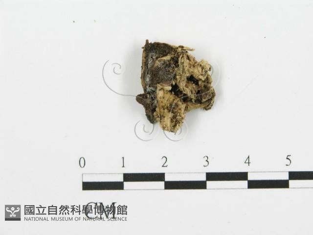 煙管菌藏品圖，第1張