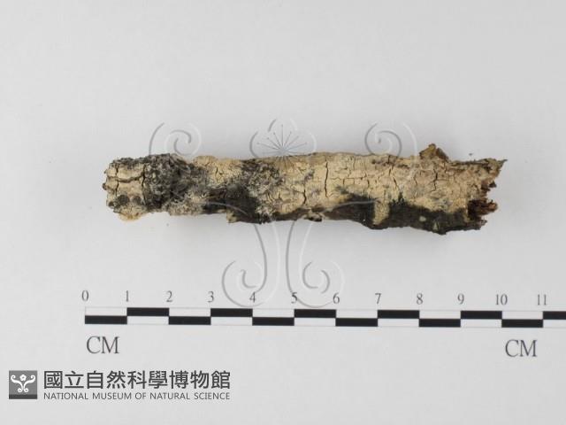 登錄號:F0025515藏品圖，第3張