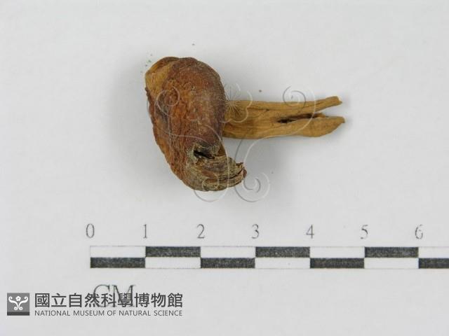 登錄號:F0005515藏品圖，第3張