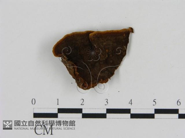 刺革菌屬藏品圖，第3張