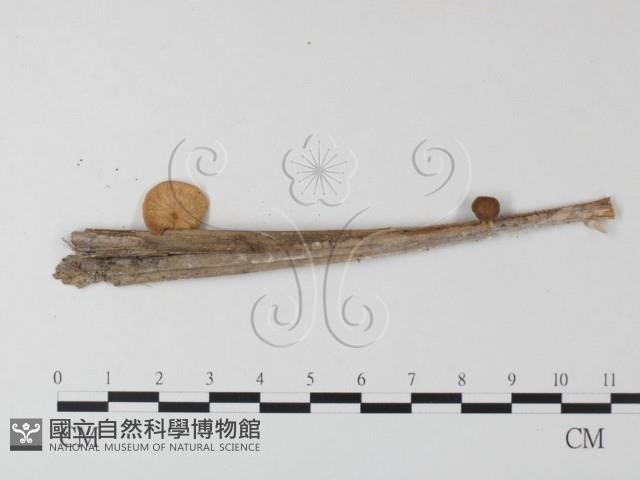 登錄號:F0023515藏品圖，第3張
