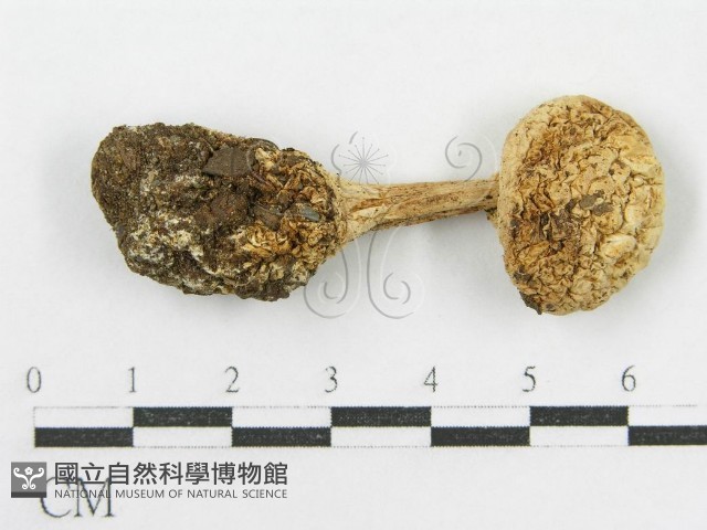 登錄號:F0003515藏品圖，第1張