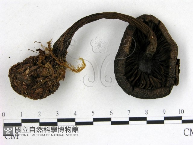 登錄號:F0013515藏品圖，第3張