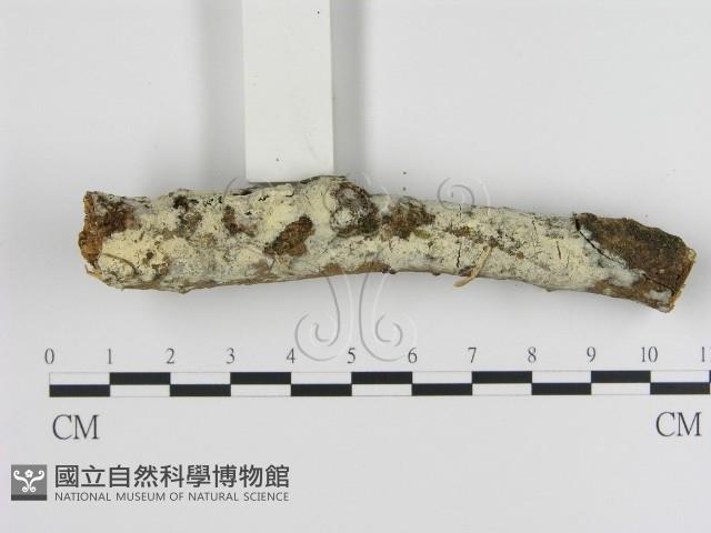 絲皮菌屬藏品圖，第3張