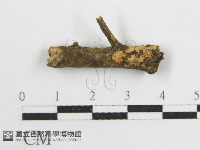 微皮傘屬藏品圖，第3張