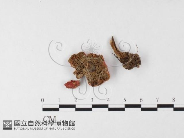 登錄號:F0026115藏品圖，第3張