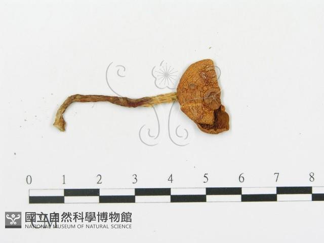 傘菌屬藏品圖，第3張