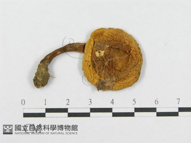 登錄號:F0011115藏品圖，第3張