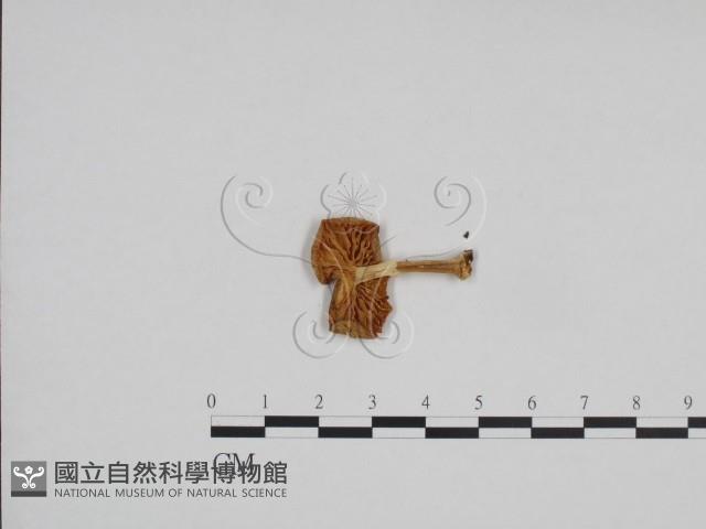 登錄號:F0024115藏品圖，第3張