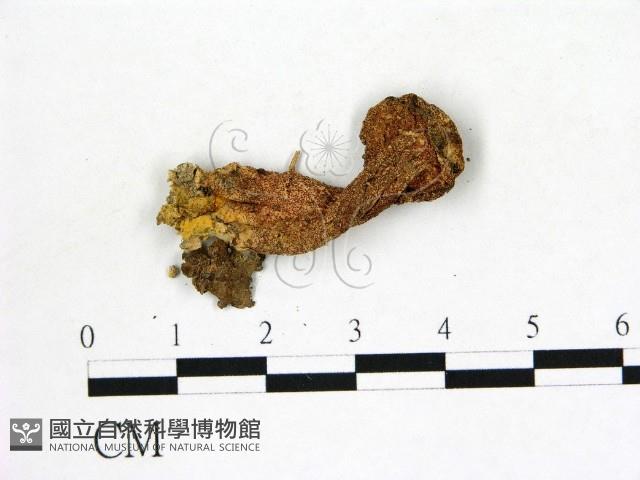 登錄號:F0002115藏品圖，第3張