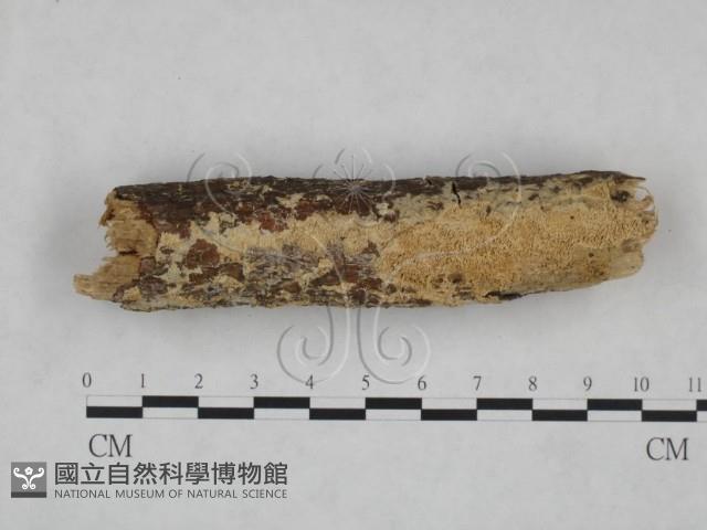 登錄號:F0025115藏品圖，第3張