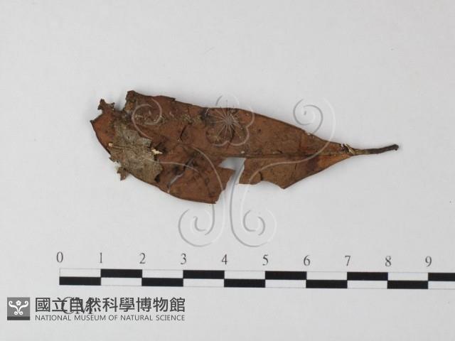 小皮傘屬藏品圖，第3張
