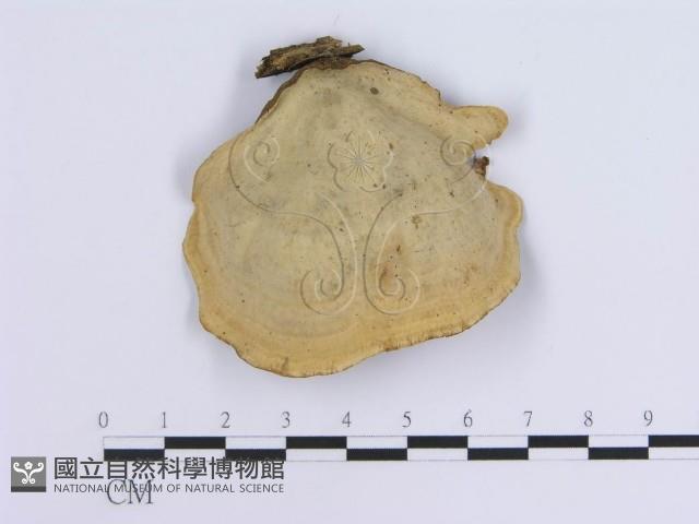 蠔韌革菌藏品圖，第3張