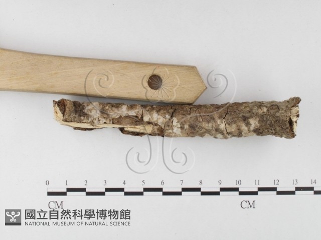 登錄號:F0026015藏品圖，第3張