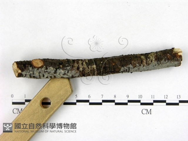 登錄號:F0021015藏品圖，第3張