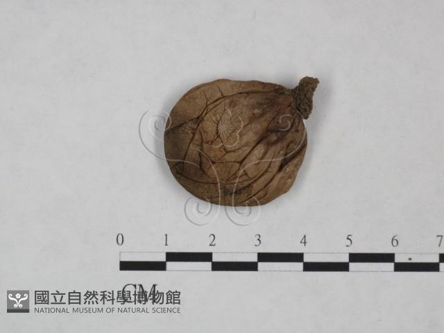 登錄號:F0025015藏品圖，第3張