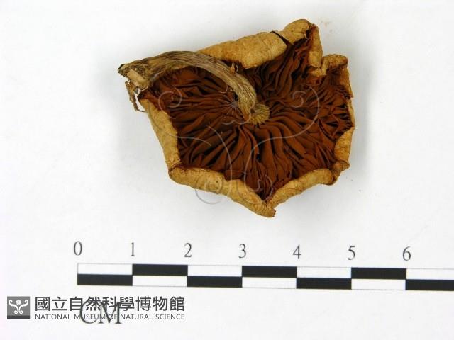登錄號:F0023015藏品圖，第3張