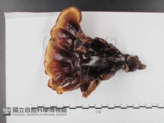 登錄號:F0020315藏品圖，第3張