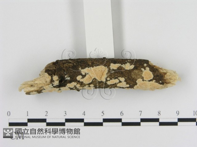 登錄號:F0010315藏品圖，第3張