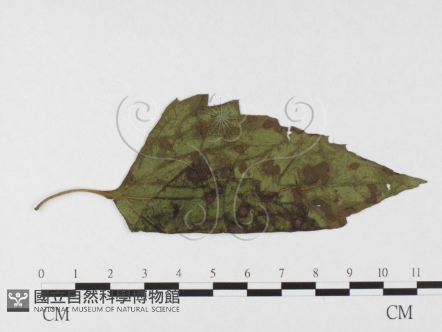 登錄號:F0026315藏品圖，第1張