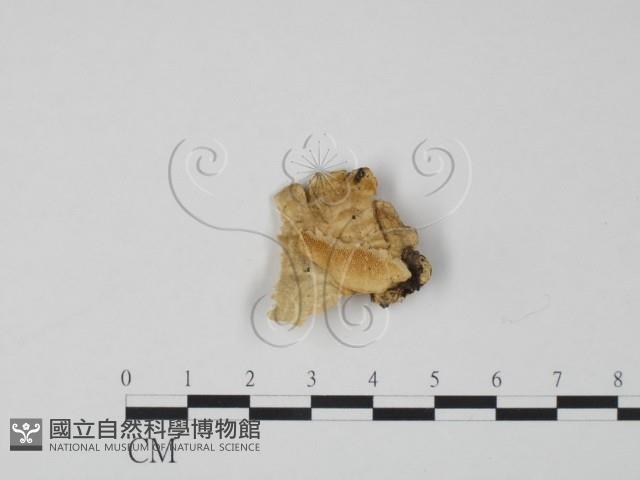 登錄號:F0006315藏品圖，第3張