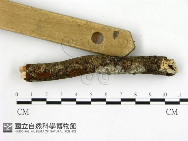 登錄號:F0001315藏品圖，第3張