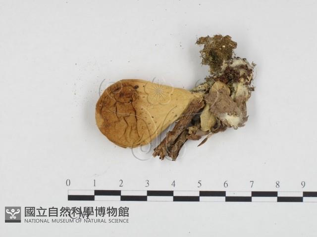 登錄號:F0024315藏品圖，第3張