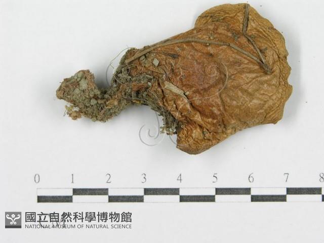 登錄號:F0002315藏品圖，第3張