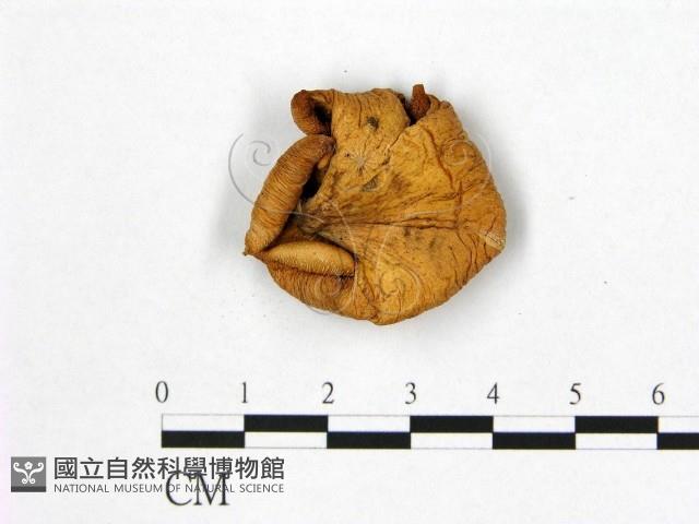 登錄號:F0012315藏品圖，第3張