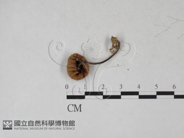 登錄號:F0027315藏品圖，第3張