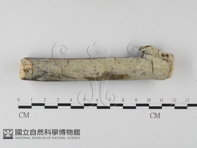 絲齒菌屬藏品圖，第3張